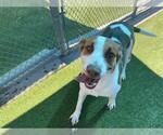 Small #1 Australian Shepherd Mix