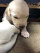 Small Photo #3 Labrador Retriever Puppy For Sale in DILLWYN, VA, USA