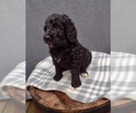 Puppy 6 Bernedoodle