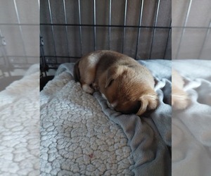 Beagle-Chihuahua Mix Puppy for sale in PORT SHELDON, MI, USA