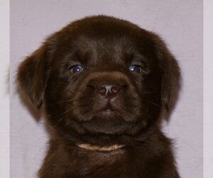 Labrador Retriever Puppy for sale in WILSONS, VA, USA