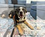Small #3 American Pit Bull Terrier-Australian Cattle Dog Mix