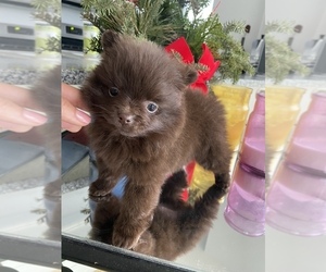 Pomeranian Puppy for sale in NEW YORK, NY, USA