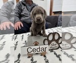 Puppy Cedar Labrador Retriever