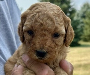 Medium Goldendoodle (Miniature)