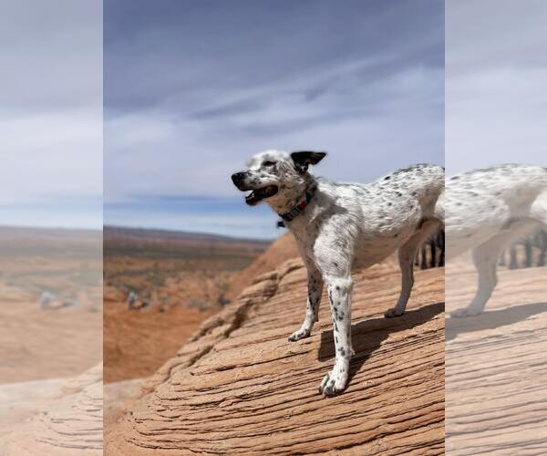 Medium Photo #3 Mutt Puppy For Sale in Incline Village, NV, USA