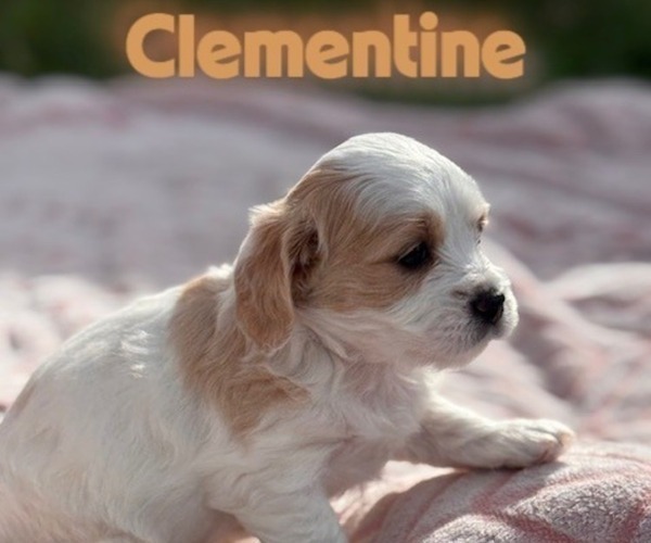 Medium Photo #8 Cavapoo (Miniature)-Maltipoo (Miniature) Mix Puppy For Sale in OROVILLE, CA, USA