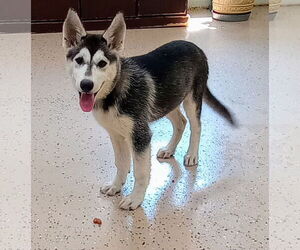 - Mix Dogs for adoption in York, SC, USA
