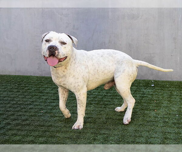 Medium Photo #2 Mutt Puppy For Sale in Pasadena, CA, USA