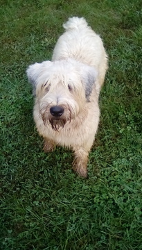 Medium Photo #1 Soft Coated Wheaten Terrier Puppy For Sale in HELTONVILLE, IN, USA