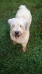 Small Photo #1 Soft Coated Wheaten Terrier Puppy For Sale in HELTONVILLE, IN, USA