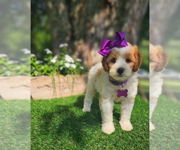 Medium Photo #2 Goldendoodle-Poodle (Toy) Mix Puppy For Sale in INDIANAPOLIS, IN, USA