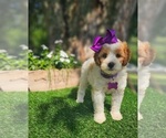 Small #1 Goldendoodle-Poodle (Toy) Mix