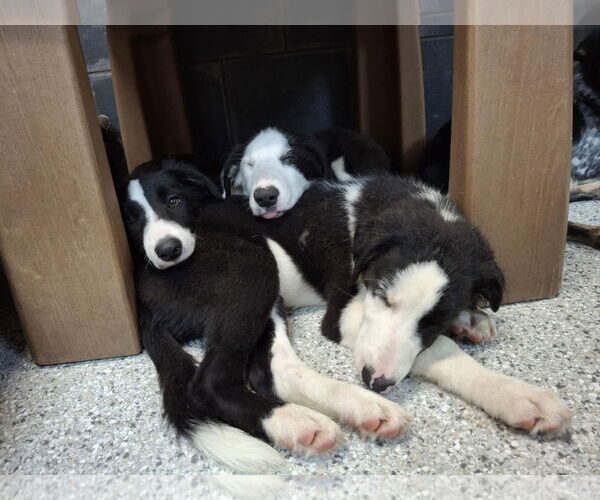 Medium Photo #8 Border Collie Puppy For Sale in Highland, IL, USA