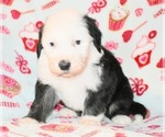 Small Photo #4 Sheepadoodle Puppy For Sale in ASPERMONT, TX, USA