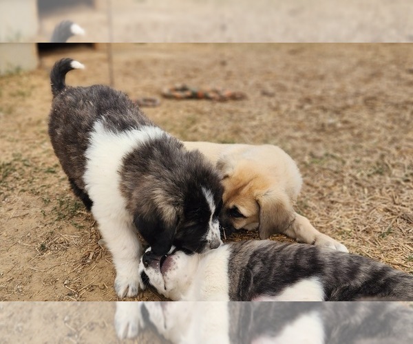 Medium Photo #6 Anatolian Shepherd Puppy For Sale in CUMBY, TX, USA