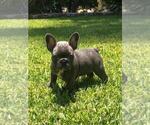Small Photo #16 French Bulldog Puppy For Sale in WHITTIER, CA, USA