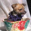 Small Photo #4 Chihuahua Puppy For Sale in MOUNT DORA, FL, USA