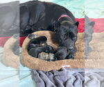 Small #2 Presa Canario