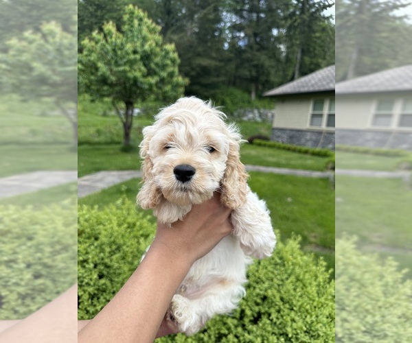 Medium Photo #6 Cockapoo (Miniature) Puppy For Sale in BUCKLEY, WA, USA