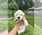 Small Photo #6 Cockapoo (Miniature) Puppy For Sale in BUCKLEY, WA, USA