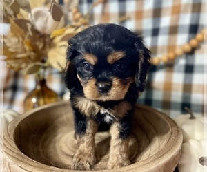 Cavalier King Charles Spaniel Puppy for Sale in JACKSON, Ohio USA