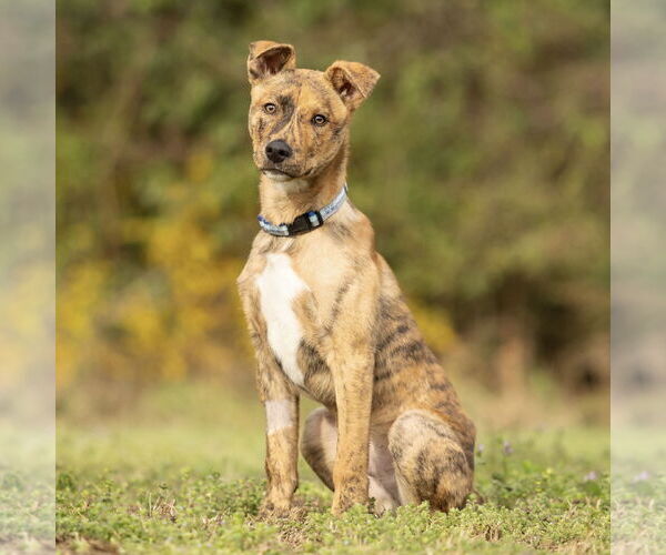 Medium Photo #10 German Shepherd Dog-Unknown Mix Puppy For Sale in Spring Lake, NC, USA