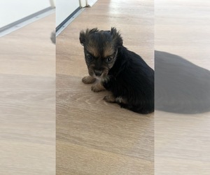 Biewer Yorkie-Maltese Mix Puppy for sale in PAWTUCKET, RI, USA