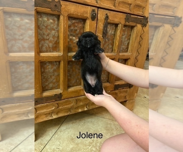 Medium Photo #13 Shih Apso Puppy For Sale in SCOTTSDALE, AZ, USA