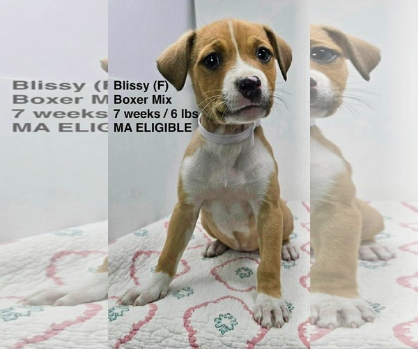 Medium Photo #10 Boxer-Unknown Mix Puppy For Sale in pomfret, CT, USA