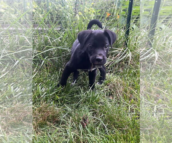 Medium Photo #5 Labrador Retriever-Unknown Mix Puppy For Sale in Germantown, OH, USA