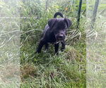 Small #4 Labrador Retriever Mix