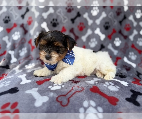 Medium Photo #7 Yorkshire Terrier Puppy For Sale in LAKELAND, FL, USA