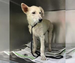 Texas Heeler-Unknown Mix Dogs for adoption in Visalia, CA, USA