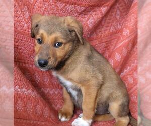 German Shepherd Dog-Unknown Mix Dogs for adoption in Thief River Falls, MN, USA