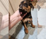 Small #8 Miniature Pinscher Mix