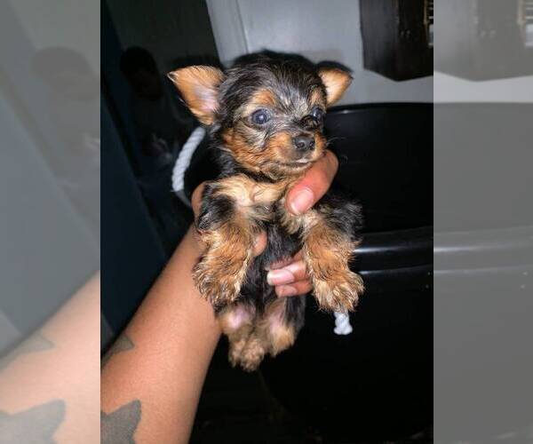 Medium Photo #1 Yorkshire Terrier Puppy For Sale in JERSEY CITY, NJ, USA
