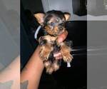 Small Photo #1 Yorkshire Terrier Puppy For Sale in JERSEY CITY, NJ, USA