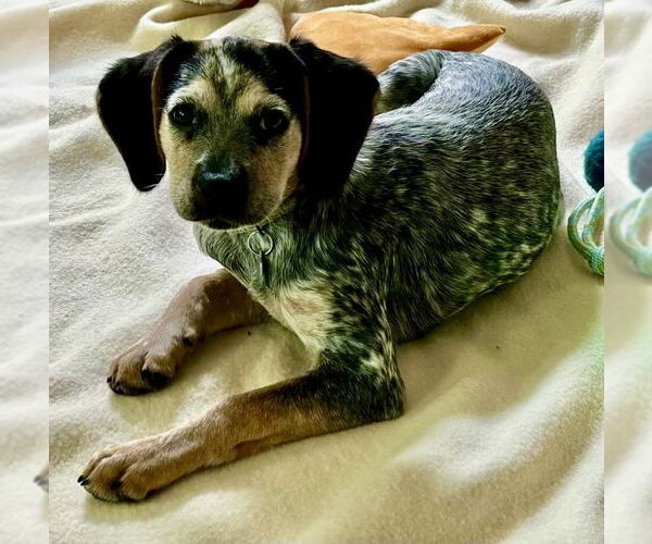Medium Photo #2 Mutt Puppy For Sale in Springdale, PA, USA
