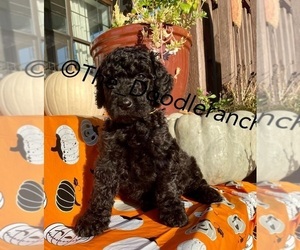 Bernedoodle-Poodle (Standard) Mix Puppy for sale in DRIPPING SPGS, TX, USA