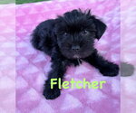 Small Shih Tzu Mix
