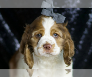 Cocker Spaniel Puppy for sale in WARSAW, IN, USA