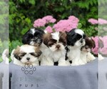 Small #1 Shih Tzu