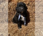 Small Photo #6 Bernedoodle Puppy For Sale in SHELBYVILLE, IL, USA