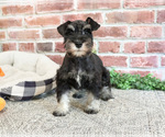 Small #5 Schnauzer (Miniature)