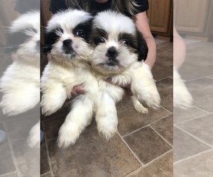 Shih Tzu Puppy for sale in BECKLEY, WV, USA