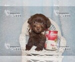 Small #9 Maltipoo-Poodle (Toy) Mix