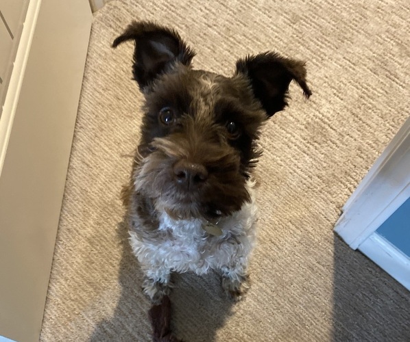 Medium Photo #1 Schnauzer (Miniature) Puppy For Sale in PLATTE CITY, MO, USA