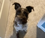 Small Photo #1 Schnauzer (Miniature) Puppy For Sale in PLATTE CITY, MO, USA
