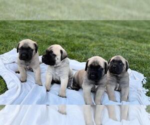 Mastiff Puppy for Sale in ATWATER, California USA